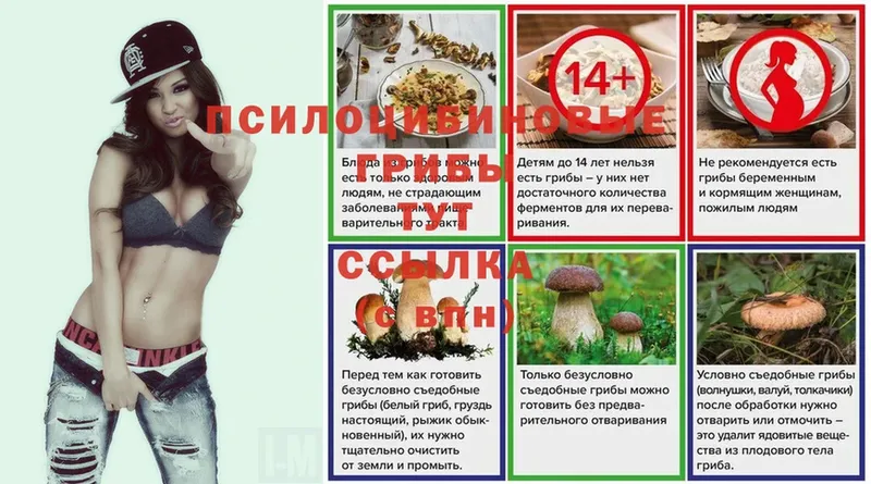 где продают наркотики  Кузнецк  Псилоцибиновые грибы MAGIC MUSHROOMS 